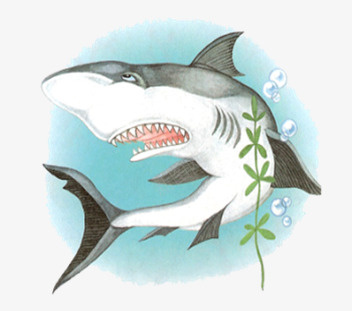 鲨鱼png免抠素材_新图网 https://ixintu.com 凶猛鱼类 哺乳动物 海洋生物