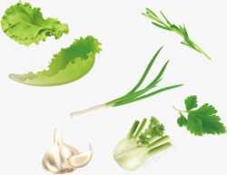 绿色蔬菜生菜香菜大蒜素材