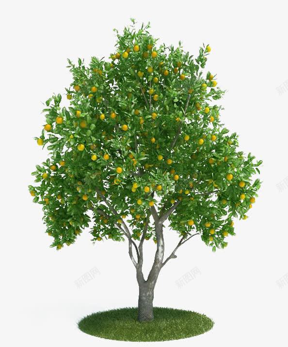 一大棵橘子树psd免抠素材_新图网 https://ixintu.com 一大棵 橘子树 水果 绿色