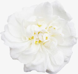 白色花朵梦幻黄蕊素材