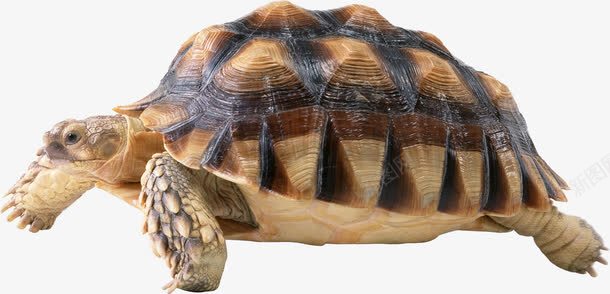 有棱角的黄色海龟png免抠素材_新图网 https://ixintu.com 国家保护动物 带棱角的 海洋生物 海龟 黄色