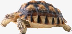 腹部保护带有棱角的黄色海龟高清图片