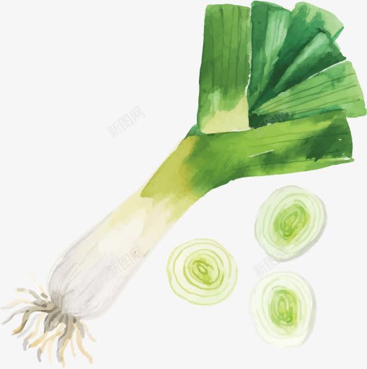 手绘葱png免抠素材_新图网 https://ixintu.com 手绘 插画葱 水墨 葱 调味食材