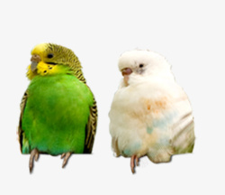 绿白虎皮鹦鹉高清图片