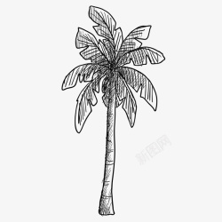 手绘椰子树矢量图素材