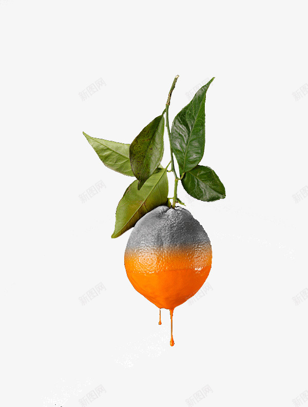创意变质橙子png免抠素材_新图网 https://ixintu.com 创意 变质 橙子 水果 艺术