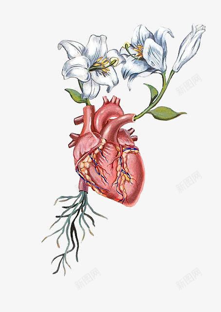 心脏上的花朵png免抠素材_新图网 https://ixintu.com 心脏 树叶 根部 植物根系 花朵