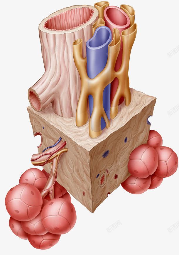 呼吸道肺泡腺体png免抠素材_新图网 https://ixintu.com 人体器官 呼吸道 气管 肺泡 腺体