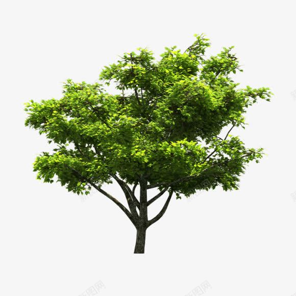 绿色树木背景png免抠素材_新图网 https://ixintu.com 树木 绿色 背景