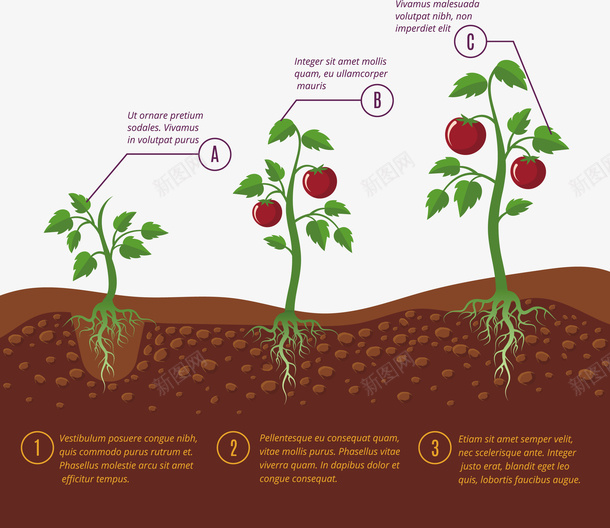 小番茄生长过程矢量图eps免抠素材_新图网 https://ixintu.com 小番茄 番茄 番茄PNG 矢量小番茄 红色 红色番茄 矢量图