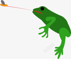 青蛙捕食捕食的青蛙高清图片