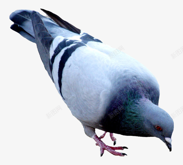 低头的鸽子png免抠素材_新图网 https://ixintu.com 免费png图片 动物 白色 鸟
