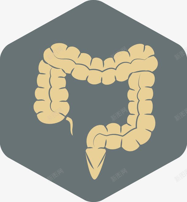 人体内脏png免抠素材_新图网 https://ixintu.com 人体 人体内脏器官 内脏 内脏图 卡通 矢量素材 肛肠
