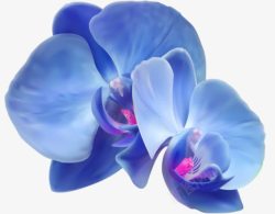 蓝紫花瓣素材
