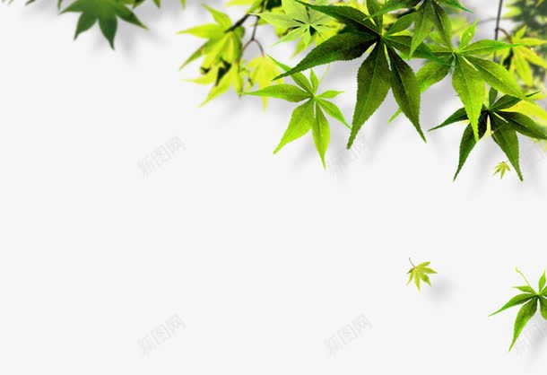 小清新植物树叶海报卡通效果png免抠素材_新图网 https://ixintu.com 卡通 效果 树叶 植物 海报 清新