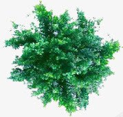 创意绿色植物合成效果png免抠素材_新图网 https://ixintu.com 创意 合成 效果 绿色植物