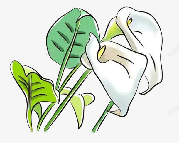 白色马蹄莲png免抠素材_新图网 https://ixintu.com 卡通 植物 白色花 花卉 花朵 马蹄莲