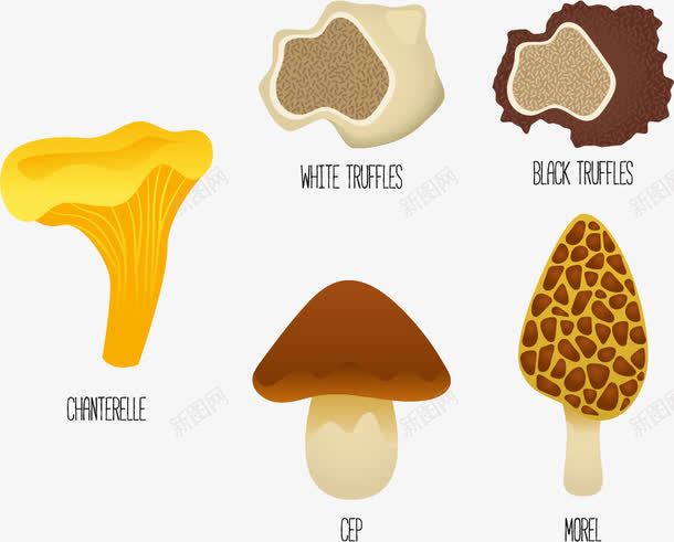 几种蘑菇png免抠素材_新图网 https://ixintu.com 毒蘑菇 真菌 采蘑菇