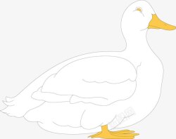 饲养家禽白色卡通鸭子高清图片