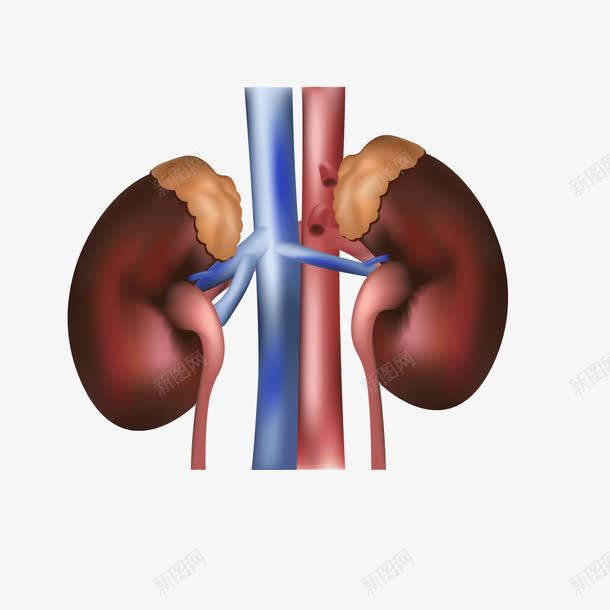 人体器官肾脏血管png免抠素材_新图网 https://ixintu.com 人体 人体器官 器官 肾脏 血管