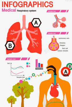 唿吸道人体呼吸系统高清图片