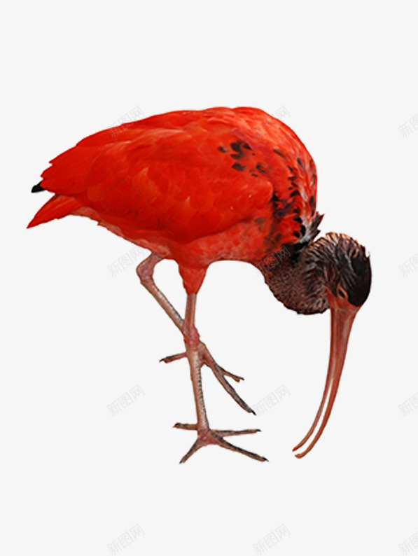 稀有动物鸟png免抠素材_新图网 https://ixintu.com PNG图片 动物 稀有动物 红色 鸟