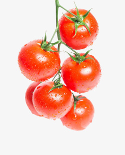 一串新鲜西红柿素材