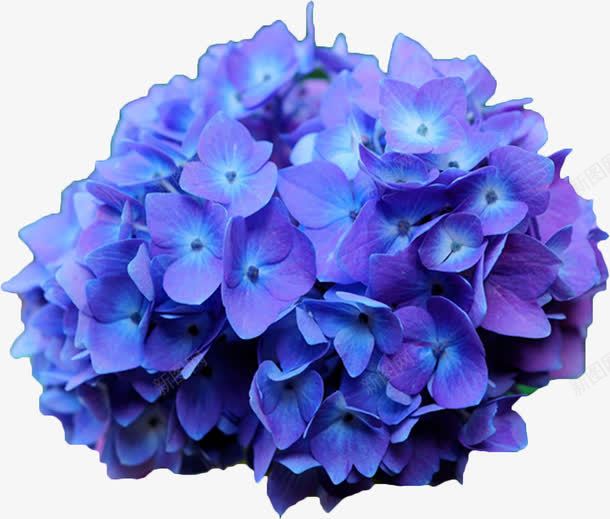紫色花团png免抠素材_新图网 https://ixintu.com 紫色花团 花卉