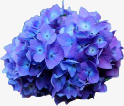 紫色花团紫色花团高清图片
