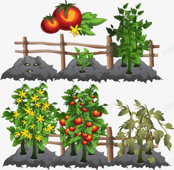 蔬菜种植png免抠素材_新图网 https://ixintu.com 果蔬 植物 营养 蔬菜 蔬菜园