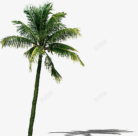高耸的椰子树png免抠素材_新图网 https://ixintu.com 影子 椰子树 绿色 高耸