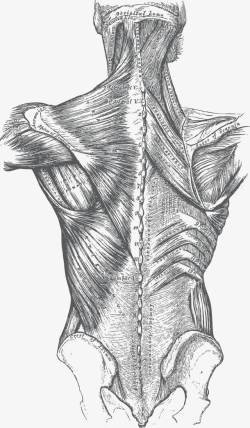 人体背部器官肌肉手绘素材