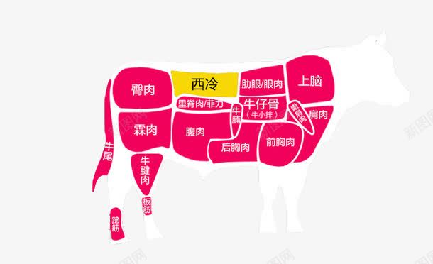 一头牛的解剖图png免抠素材_新图网 https://ixintu.com 动物 卡通牛 牛 牛分解图 解剖图 食草动物