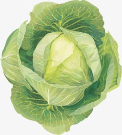 摄影绿色的蔬菜白菜素材