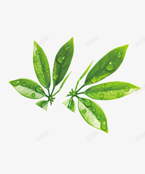 装饰图案叶子psd免抠素材_新图网 https://ixintu.com 叶子 绿色植物 装饰图案