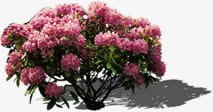 粉色花朵装饰景观png免抠素材_新图网 https://ixintu.com 景观 粉色 花朵 装饰