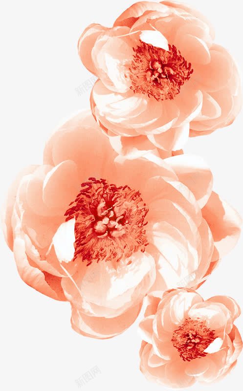 两朵白色的的花png免抠素材_新图网 https://ixintu.com 创意 图案 手绘 水彩 花朵 装饰