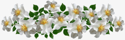 栀子花的白色栀子花素材