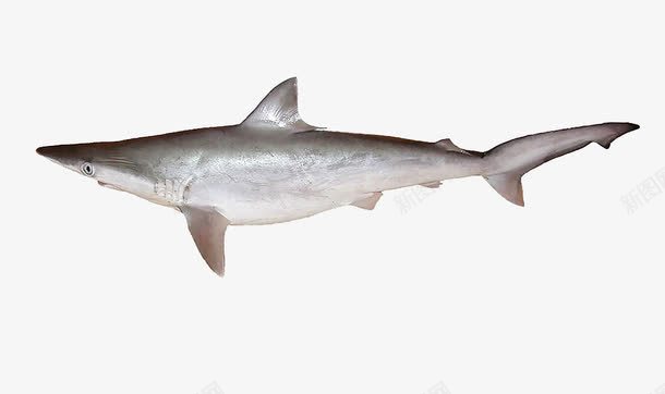 灰星鲨png免抠素材_新图网 https://ixintu.com 免抠素材 实物 小鲨鱼 灰星鲨 鲨鱼