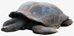 睡觉的大陆龟素材