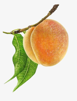 树上的毛桃素材