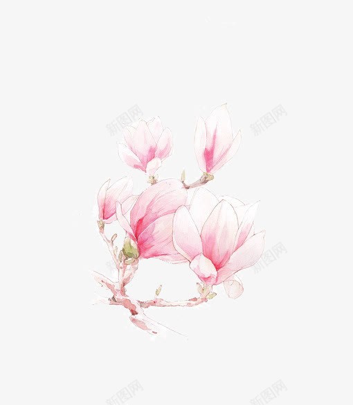 粉色玉兰花png免抠素材_新图网 https://ixintu.com 植物 玉兰花 粉色 装饰