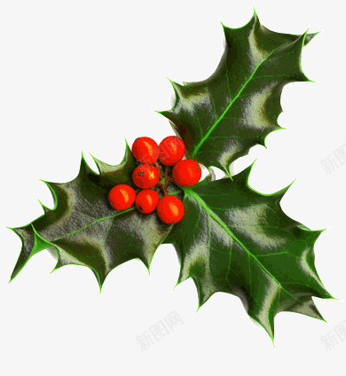 圣诞的果实png免抠素材_新图网 https://ixintu.com 带刺 红色 绿色