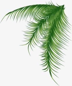 透明绿色椰树叶素材