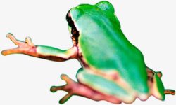 手绘绿色的野生蛙类素材