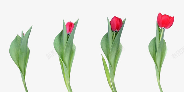 一朵玫瑰的生长过程png免抠素材_新图网 https://ixintu.com 免抠 新鲜 植物 玫瑰 生长发育 生长过程 绿色