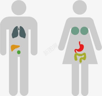 扁平风格人体构造png免抠素材_新图网 https://ixintu.com 人体构造 医疗 扁平风格