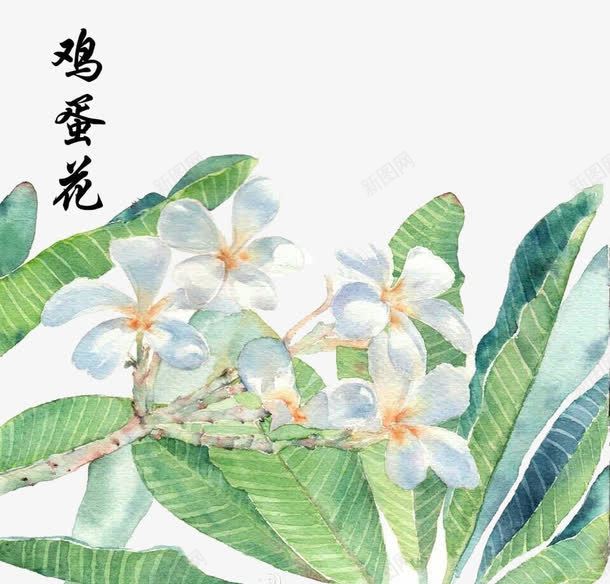 水彩手绘鸡蛋花png免抠素材_新图网 https://ixintu.com 水彩 花朵 鸡蛋花