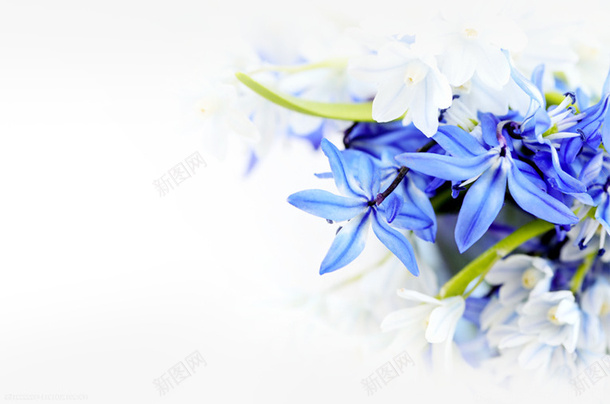 蓝色的花花元素png免抠素材_新图网 https://ixintu.com 修饰 植物 花 装饰