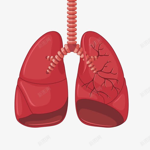 人体肺部png免抠素材_新图网 https://ixintu.com 器官 心肺 心肺功能 气管 红色